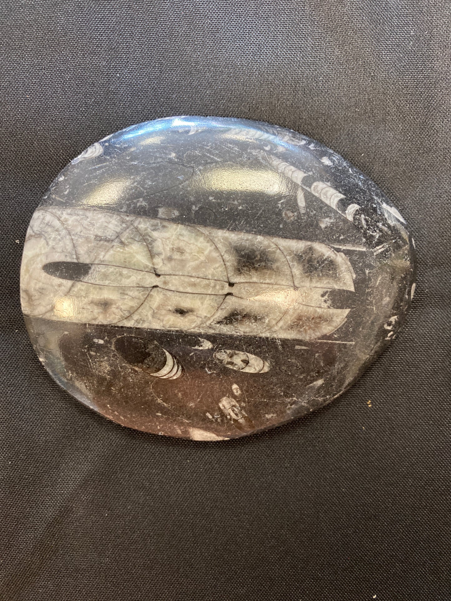 Orthoceras Plate