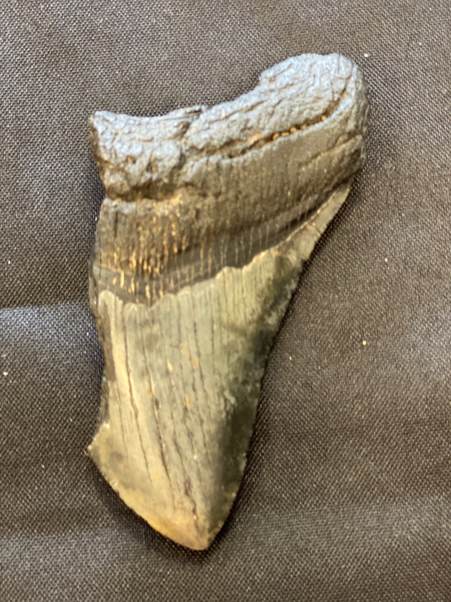 Megalodon Tooth